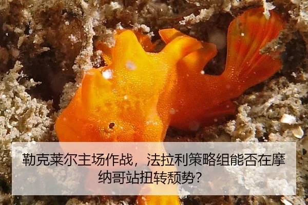 lei-ke-lai-er-zhu-chang-zuo-zhan-fa-la-li-ce-lve-zu-neng-fou-zai-mo-na-ge-zhan-niu-zhuan-tui-shi-3-458.jpg